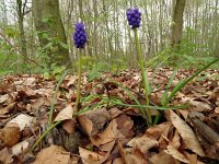 Muscari botryoides 22, Blauwe druifjes, Saxifraga-Hans Grotenhuis