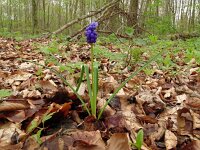 Muscari botryoides 23, Blauwe druifjes, Saxifraga-Hans Grotenhuis