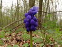 Muscari botryoides 24, Blauwe druifjes, Saxifraga-Hans Grotenhuis