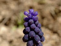 Muscari racemosum, Grape-hyacinth