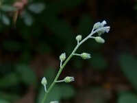 Myosotis arvensis 6, Akkervergeet-mij-nietje, Saxifraga-Ab H Baas