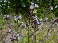 Myosotis discolor 14, Veelkleurig vergeet-mij-nietje, Saxifraga-Ed Stikvoort