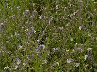 Myosotis discolor 15, Veelkleurig vergeet-mij-nietje, Saxifraga-Ed Stikvoort