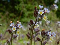Myosotis discolor 17, Veelkleurig vergeet-mij-nietje, Saxifraga-Ed Stikvoort