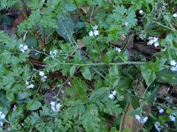 Myosotis latifolia 2, Saxifraga-Rutger Barendse