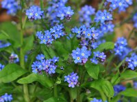 Myosotis sylvatica 5, Bosvergeet-mij-nietje, Saxifraga-Tom Heijnen