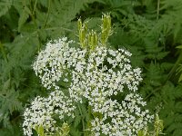 Myrrhis odorata 10, Roomse kervel, Saxifraga-Ed Stikvoort