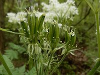 Myrrhis odorata 14, Roomse kervel, Saxifraga-Ed Stikvoort