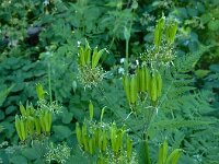 Myrrhis odorata 15, Roomse kervel, Saxifraga-Ed Stikvoort