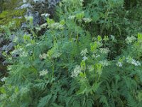 Myrrhis odorata 16, Roomse kervel, Saxifraga-Ed Stikvoort : Loire bij Feurs