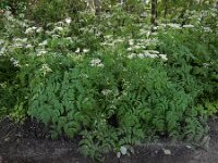 Myrrhis odorata 17, Roomse kervel, Saxifraga-Ed Stikvoort