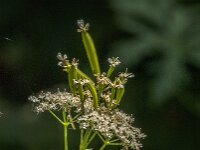 Myrrhis odorata 21, Roomse kervel, Saxifraga-Jan van der Straaten