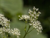 Myrrhis odorata 23, Roomse kervel, Saxifraga-Jan van der Straaten