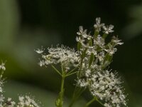 Myrrhis odorata 24, Roomse kervel, Saxifraga-Jan van der Straaten
