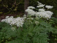 Myrrhis odorata 4, Roomse kervel, Saxifraga-Ed Stikvoort