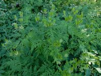 Myrrhis odorata 7, Roomse kervel, Saxifraga-Ed Stikvoort