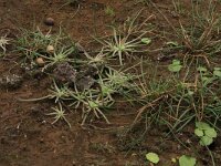 Myriophyllum alterniflorum 2, Teer vederkruid, Saxifraga-Hans Boll