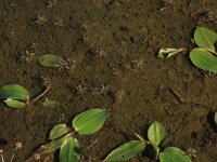 Myriophyllum alterniflorum 3, Teer vederkruid, Saxifraga-Hans Boll