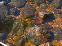 Myriophyllum alterniflorum 4, Teer vederkruid, Saxifraga-Hans Grotenhuis