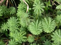 Myriophyllum aquaticum 1, Parelvederkruid, Saxifraga-Peter Meininger