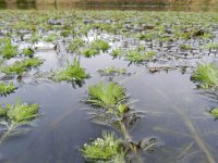Myriophyllum aquaticum 11, Parelvederkruid, Saxifraga-Rutger Barendse