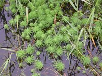 Myriophyllum aquaticum 2, Parelvederkruid, Saxifraga-Peter Meininger