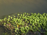Myriophyllum aquaticum 3, Parelvederkruid, Saxifraga-Jan van der Straaten