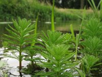 Myriophyllum aquaticum 4, Parelvederkruid, Saxifraga-Rutger Barendse
