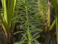 Myriophyllum aquaticum 7, Parelvederkruid, Saxifraga-Willem van Kruijsbergen