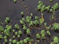 Myriophyllum aquaticum 8, Parelvederkruid, Saxifraga-Peter Meininger