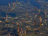 Myriophyllum spicatum 11, Aarvederkruid, Saxifraga-Ed Stikvoort