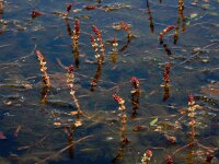 Myriophyllum spicatum 13, Aarvederkruid, Saxifraga-Ed Stikvoort