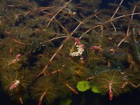 Myriophyllum spicatum 14, Aarvederkruid, Saxifraga-Ed Stikvoort
