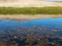 Myriophyllum spicatum 15, Aarvederkruid, Saxifraga-Ed Stikvoort