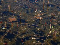 Myriophyllum spicatum 16, Aarvederkruid, Saxifraga-Ed Stikvoort