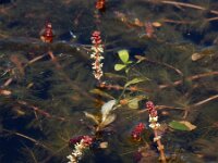 Myriophyllum spicatum 17, Aarvederkruid, Saxifraga-Ed Stikvoort