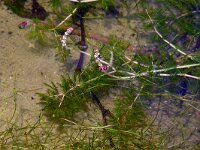 Myriophyllum spicatum 18, Aarvederkruid, Saxifraga-Hans Grotenhuis