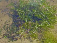 Myriophyllum spicatum 19, Aarvederkruid, Saxifraga-Hans Grotenhuis