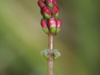 Myriophyllum spicatum 2, Aarvederkruid, Saxifraga-Rutger Barendse