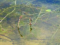 Myriophyllum spicatum 20, Aarvederkruid, Saxifraga-Hans Grotenhuis