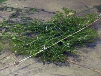 Myriophyllum spicatum 21, Aarvederkruid, Saxifraga-Hans Grotenhuis