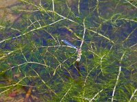 Myriophyllum spicatum 22, Aarvederkruid, Saxifraga-Hans Grotenhuis
