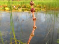 Myriophyllum spicatum 3, Aarvederkruid, Saxifraga-Rutger Barendse