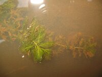 Myriophyllum spicatum 4, Aarvederkruid, Saxifraga-Rutger Barendse