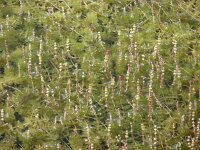 Myriophyllum spicatum 5, Aarvederkruid, Saxifraga-Jasenka Topic