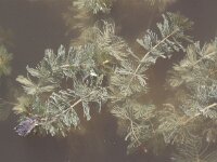Myriophyllum spicatum 7, Aarvederkruid , Saxifraga-Peter Meininger
