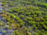 Myriophyllum spicatum 8, Aarvederkruid , Saxifraga-Rutger Barendse