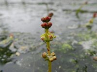 Myriophyllum spicatum 9, Aarvederkruid , Saxifraga-Rutger Barendse