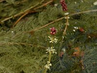 Myriophyllum spicatum 1, Aarvederkruid, Saxifraga-Willem van Kruijsbergen