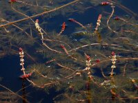 Myriophyllum spicatum 12, Aarvederkruid, Saxifraga-Ed Stikvoort